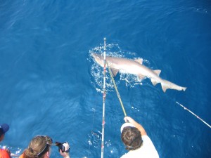Shark Fishing 6-30-09 002